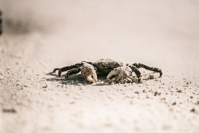 白沙上螃蟹的选择性聚焦摄影